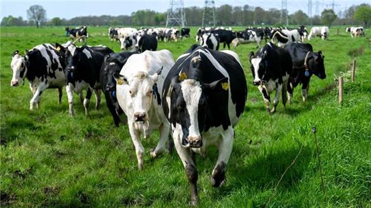 Die Kühe auf dem Weidemilchbetrieb Collmann werden auf die Weide gelassen.