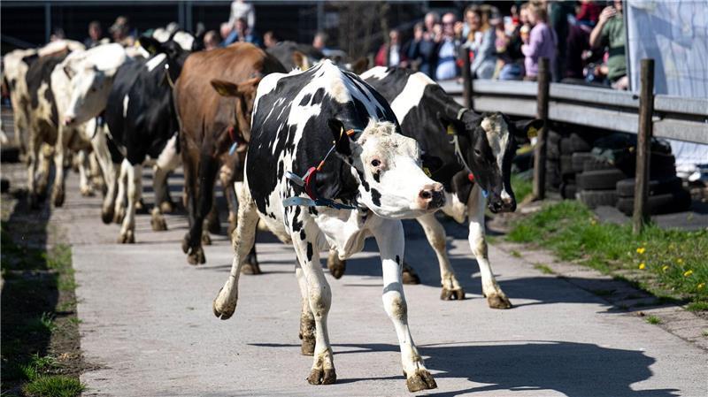 Die Kühe vom Weidemilchbetrieb der Familie Hanken werden das erste Mal auf die Weide gelassen. 