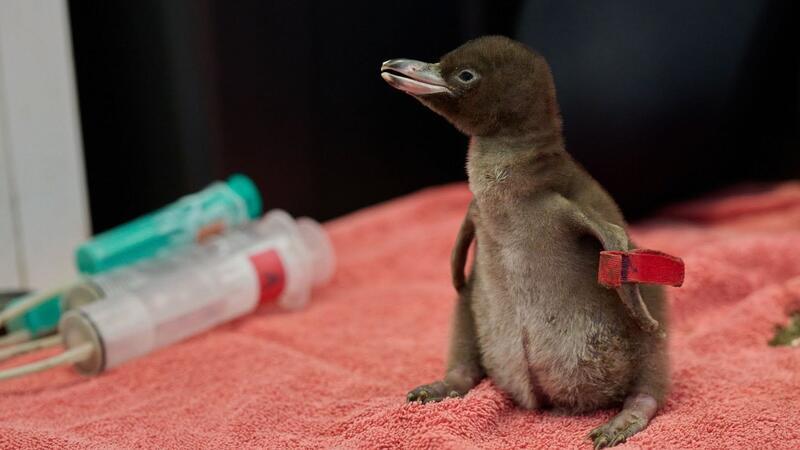 Seltener Pinguin: Hoiho ist Neuseelands Vogel des Jahres Die Küken sind extrem verletzlich.