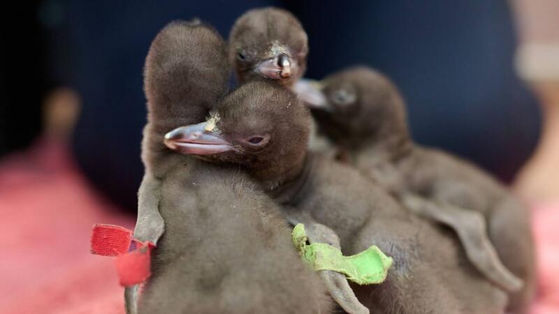 Seltener Pinguin: Hoiho ist Neuseelands Vogel des Jahres Die Küken werden durch eingeführte Raubtiere bedroht.