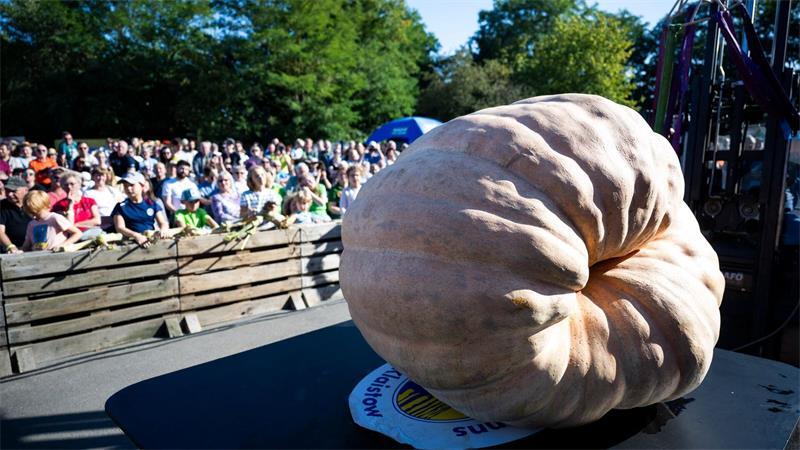 Der Super-Kürbis in Brandenburg bleibt unter einer Tonne Die Kürbis-Wiegemeisterschaft in Klaistow in Brandenburg zieht zahlreiche Besucherinnen und Besucher an.