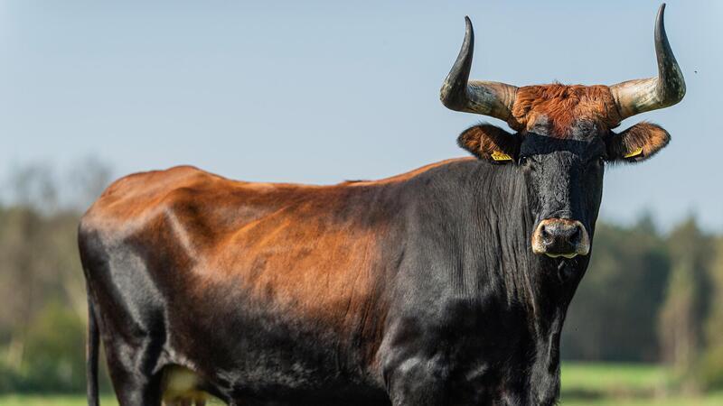 Die Kuh Lise steht auf einer Wiese bei Gnarrenburg.