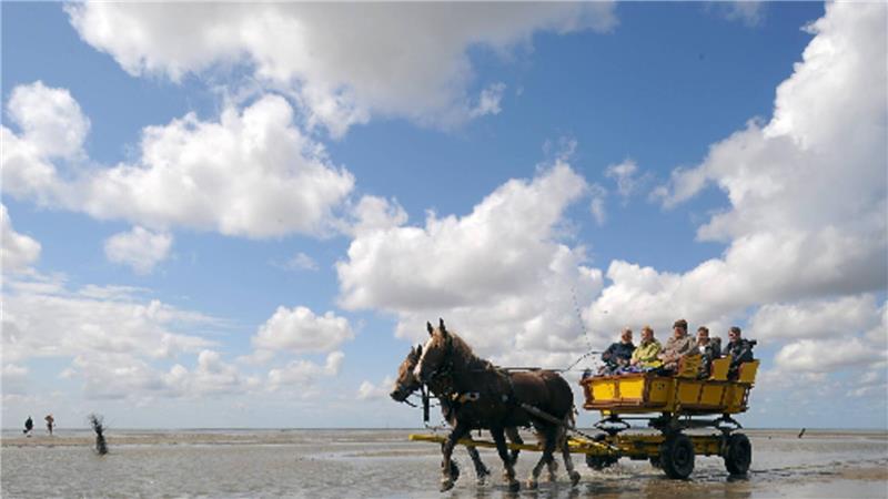 Urlaub in Cuxhaven – umweltfreundlicher geht es kaum Die Kutschfahrt zwischen Neuwerk und Cuxhaven gehört zu den touristischen Höhepunkten in der Region. Foto: dpa