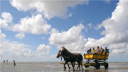Die Kutschfahrt zwischen Neuwerk und Cuxhaven gehört zu den touristischen Höhepunkten in der Region. Foto: dpa