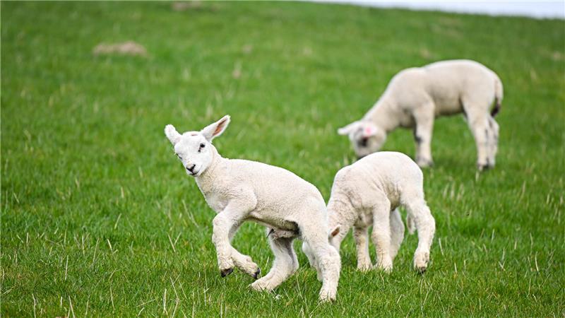 Die Lämmer waren gerade erst geboren worden. (Symbolbild)