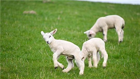 Die Lämmer waren gerade erst geboren worden. (Symbolbild)