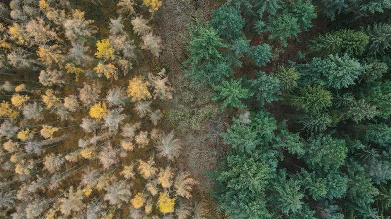 Die Lärche (links) ist ein Nadelbaum, wirft ihre Nadeln aber im Herbst ab. (Archiv)