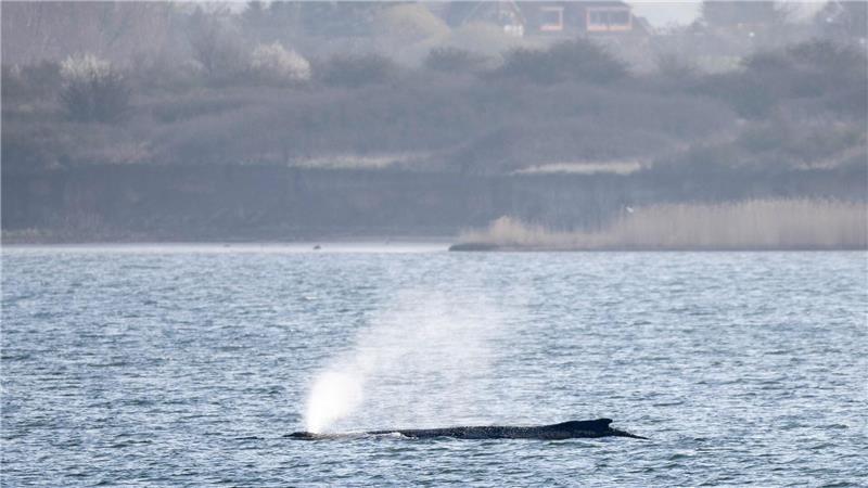 Die Lage des vor der Insel Poel in der Ostsee gestrandeten Buckelwals sorgt auch für Anfeindungen bis hin zu Morddrohungen. (Archivfoto)