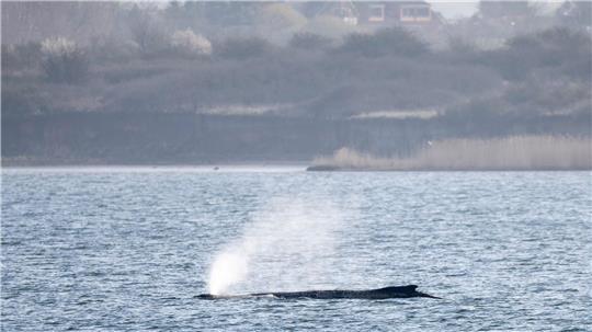 Die Lage des vor der Insel Poel in der Ostsee gestrandeten Buckelwals sorgt auch für Anfeindungen bis hin zu Morddrohungen. (Archivfoto)