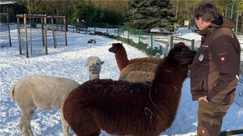 Erster Nachwuchs im Waldzoo: Was in der Wingst im Winter zu sehen ist Die Lamas hoffen auf ein Leckerli von Zoochef Dr. Grothmann. Der Schnee macht ihnen nichts aus.