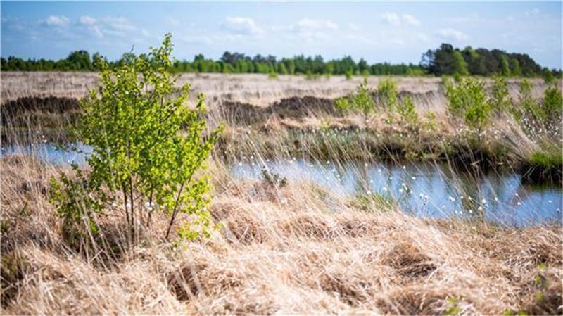 Die Landkreise Stade, Cuxhaven, Rotenburg und Osterholz sind als Zukunftsregion mit dem Titel „Moorregion Elbe-Weser“ für die EU-Förderung anerkannt worden. Foto: Arnd Hartmann