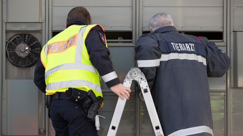 Boykott-Aufruf: Kreis-Veterinärämter und Ministerium im offenen Streit Die Landkreise verlangen mehr Geld für die Amtstierärzte vom Land Niedersachsen. (Archivbild)