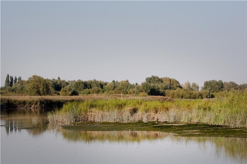 Die Landschaft auf Krautsand ist jetzt schon durch Wasser und Grünland geprägt. Foto: Claudi Nir