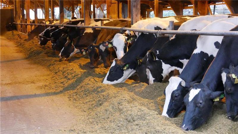 Maul- und Klauenseuche: Landwirte haben Angst um ihre Tiere Die Landwirte appellieren: Bittet kommt den Kühen in den nächsten Wochen nicht zu nahe, denn, die für Tiere tödliche, Maul- und Klauenseuche wird durch Viren übertragen.