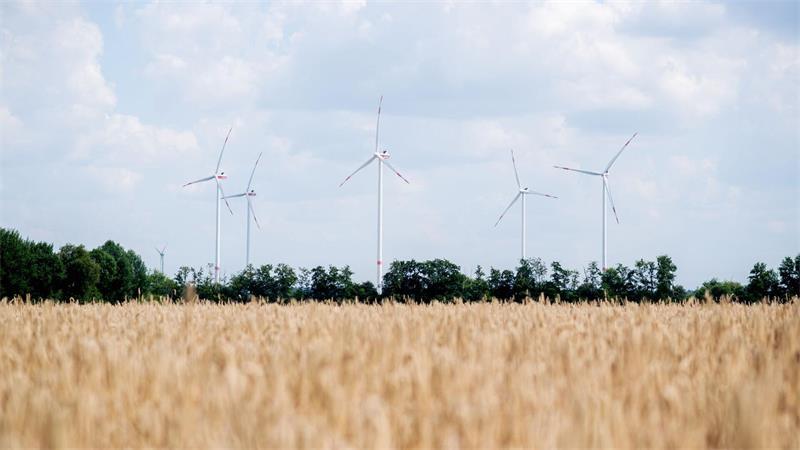 Frühe Ernte - Hitze verändert Weizenertrag Die Landwirte erwarten weniger Ertrag.