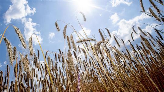 Die Landwirte in Niedersachsen haben Gerste und Weizen eingebracht. 