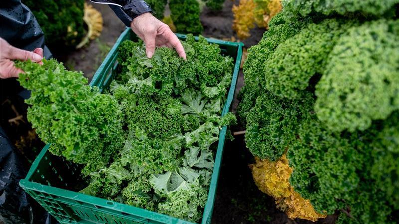 Grünkohl wird teurer - Erste Ernte in Niedersachsen Die Landwirte rechnen mit weniger Ertrag als noch im Vorjahr.