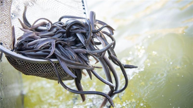 Die Lebensbedingungen für Aale haben sich in Europa dramatisch verschlechtert – Angler setzen Fische aus Frankreich in Niedersachsen aus. (Symbolbild)