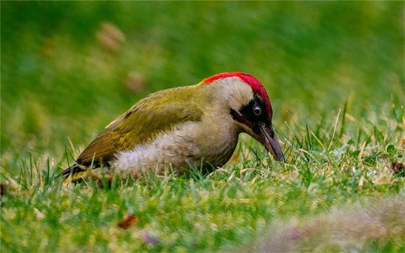 Grünspecht: Ein Spezialist auf Ameisenjagd Die Leibspeise des Grünspechts sind Ameisen. Foto: Paulin