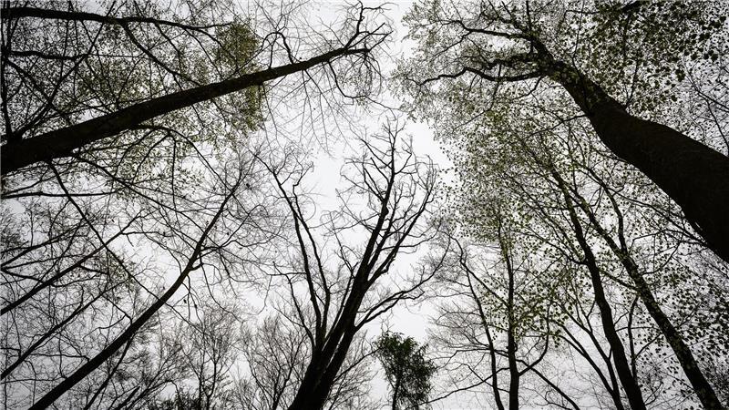 Die Leiche wurde im Reinhäuser Wald gefunden. (Archivbild)
