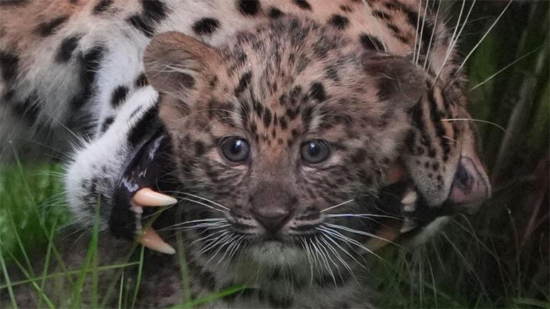 Die Leoparden-Babys haben jetzt auch Namen. (Archivbild)
