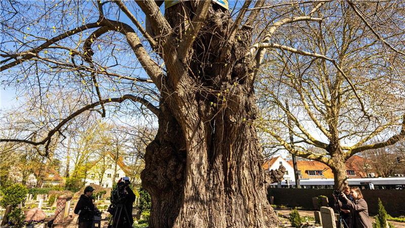 Die Linde ist eine der ältesten Bäume in Norddeutschland. 