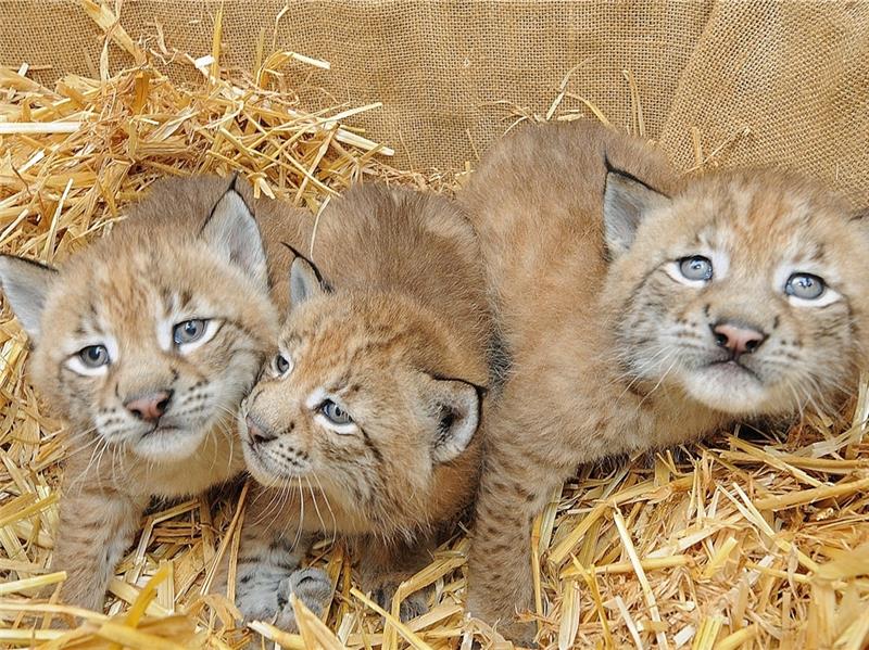 Die Luchsgeschwister Levi, Thore und Leandra kurz nach der Geburt im Mai 2022.