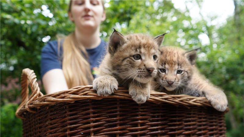 Die Luchsgeschwister wurden am 6. Mai im Wildpark Schwarze Berge geboren.