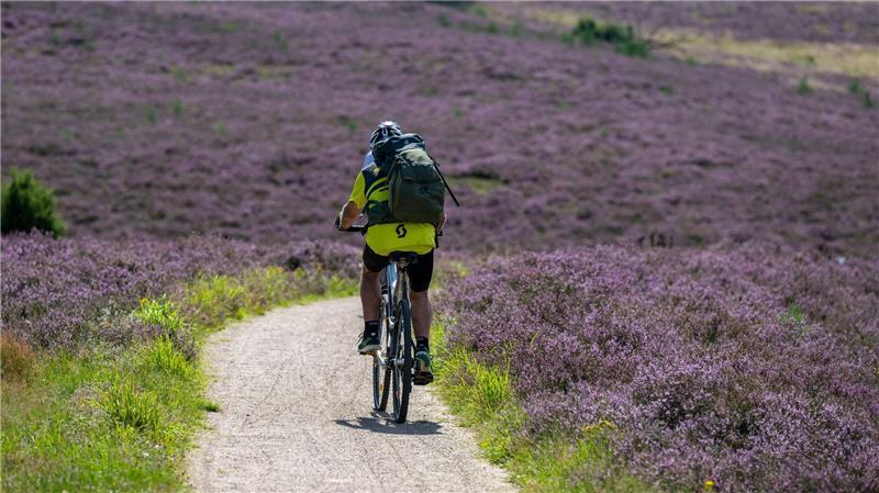Die Lüneburger Heide eignet sich auch für Tagestouren mit dem Fahrrad. (Archivbild)