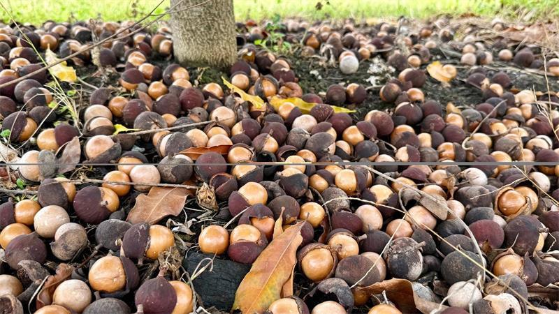 Supernuss Macadamia: Eine Australierin zum Anbeißen Die Macadamia-Nüsse fallen von selbst von den Bäumen.