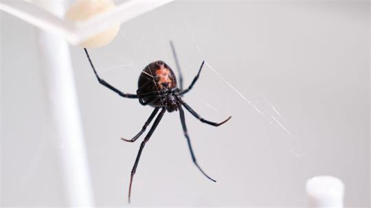 Die Männchen der Rotrückenspinne haben einen sportlichen Trick, um die Paarung mit der auch „Schwarze Witwe“ bezeichneten Spinne zu überleben.