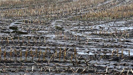 Die Maisernte fand unter schwierigen Bedingungen auf den aufgeweichten Böden statt. Einige Felder sind immer noch noch nicht abgeerntet.