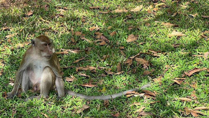 Polizeieinheit gegen aggressive Affen in Thailand Die Makaken bereiten den Bürgern in der Provinz Lop Buri schon länger Sorgen.