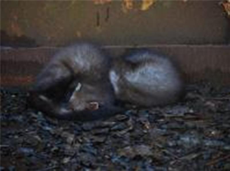 Die Marder hatten Glück im Unglück.