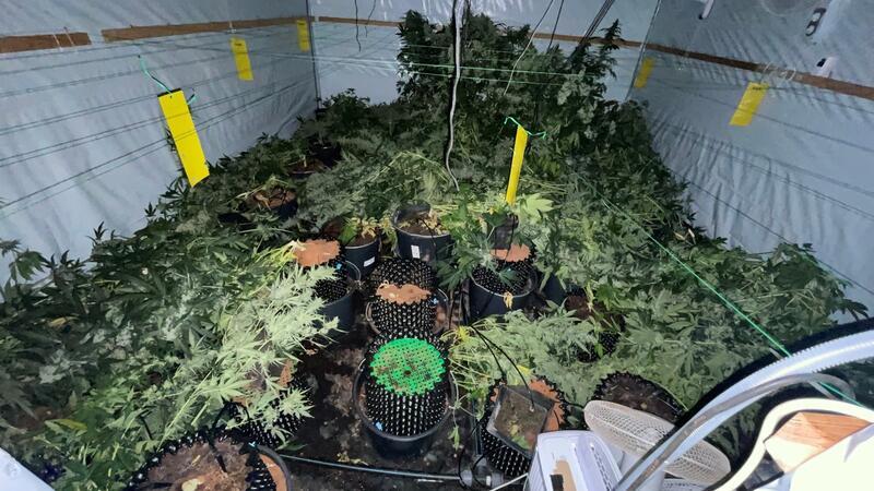 Die Marihuana-Plantagen waren in umgebauten Schiffscontainern angelegt.