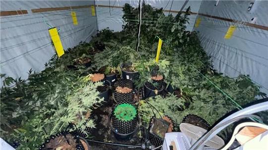 Die Marihuana-Plantagen waren in umgebauten Schiffscontainern angelegt.