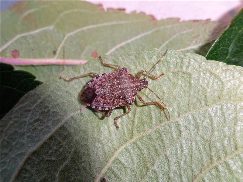 Die Marmorierte Baumwanze könnte in Kürze den Obstbau an der Niederelbe bedrohen. Foto: Esteburg