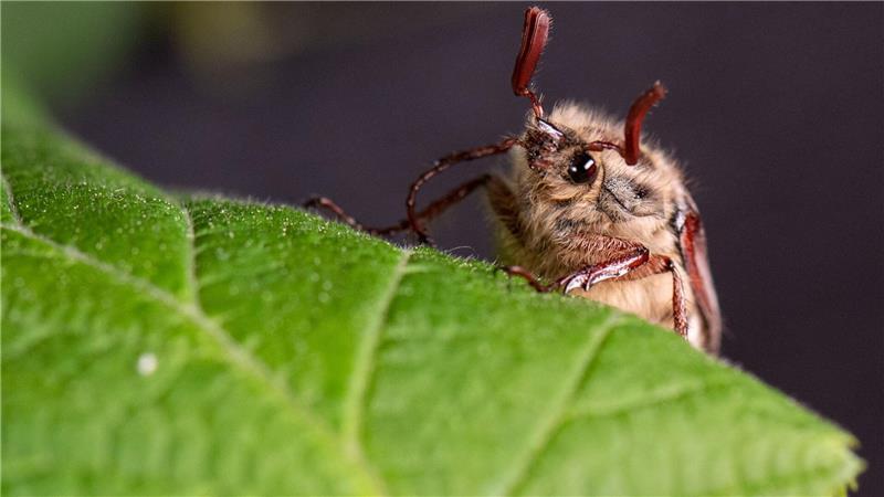 Die Massenflüge finden in der Regel alle vier Jahre statt. (Archivbild)