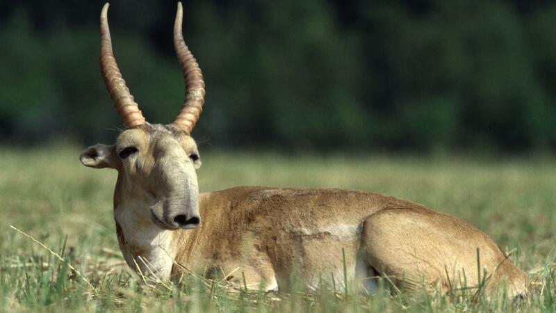 Staaten wollen Schutz für wandernde Tierarten verbessern Die Maßnahmen zum Schutz der Saiga-Antilope in Zentralasien haben gut gegriffen.