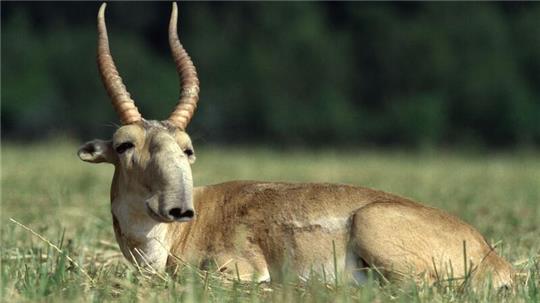 Die Maßnahmen zum Schutz der Saiga-Antilope in Zentralasien haben gut gegriffen.