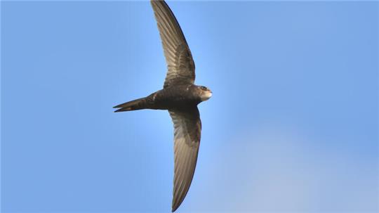 Die Mauersegler sind auf dem Weg in ihre Überwinterungsgebiete. Bis zu ihrer Rückkehr in gut acht Monaten sollten neue Brutplätze für den wendigen Sommervogel geschaffen werden.