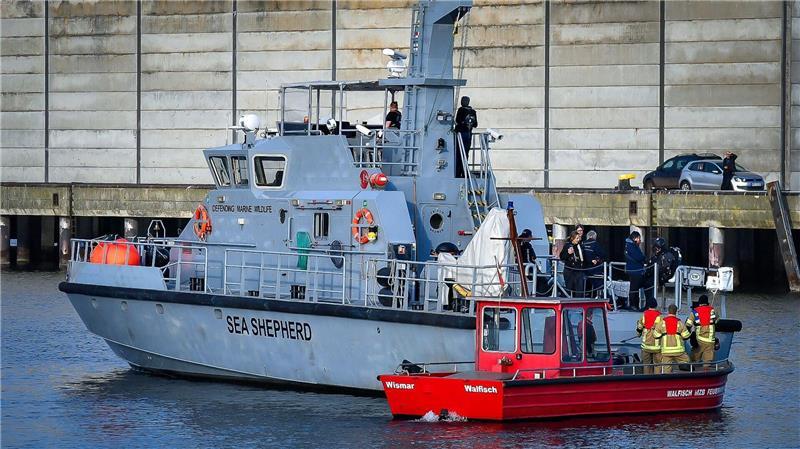Ungewöhnlicher Gast: Wal-Suche in Wismar entbrannt Die Meeresschutz-Organisation Sea Shepherd fuhr mit einem Schiff zu dem Wal.