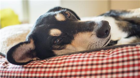 Die Mehrheit der Haustiere schläft laut Umfrage in einem eigenen Körbchen. (Archivbild)