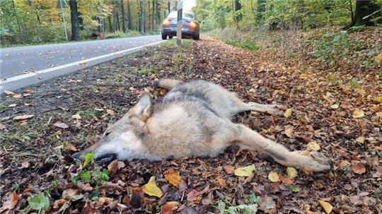 Die Mehrzahl der Wölfe stibt bei Verkehrsunfällen. Der schwer verletzte Wolf in Geestland musste schließlich erlegt werden. (Symbolbild)