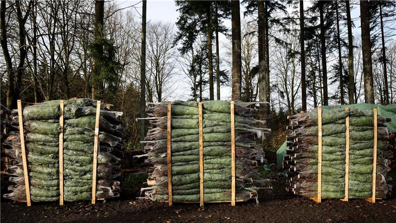Produzent: Kunden kaufen Weihnachtsbaum früher Die Menschen kaufen nach Angaben eines Produzenten immer früher einen Weihnachtsbaum.