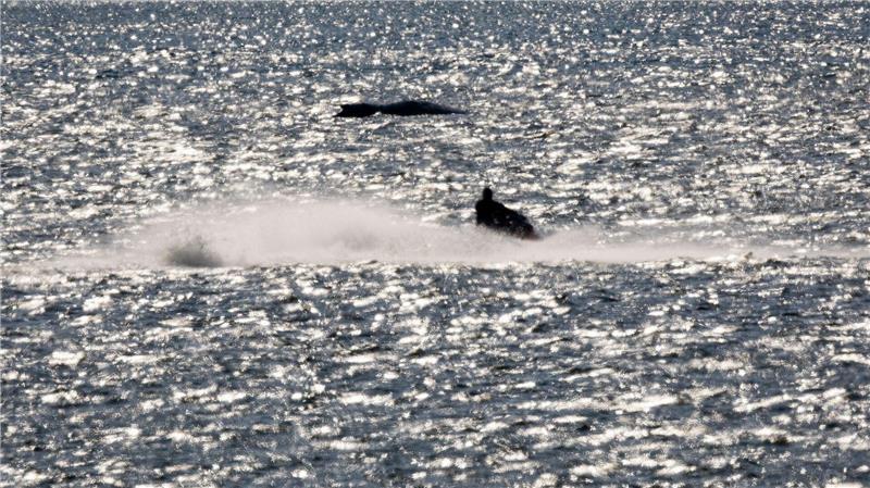 „Die Menschen wollen was tun“, sagte eine Sprecherin von WWF zu der gestiegenen Spendenbereitschaft für den Schutz von Walen. 