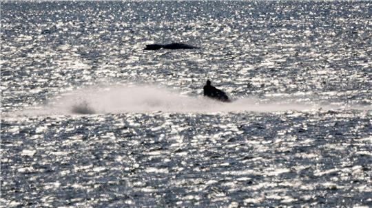 „Die Menschen wollen was tun“, sagte eine Sprecherin von WWF zu der gestiegenen Spendenbereitschaft für den Schutz von Walen. 