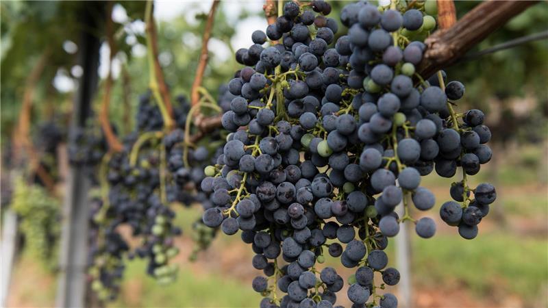 Die Merlot-Anbaufläche ist 2025 gegen den Trend gewachsen. (Symbolbild)