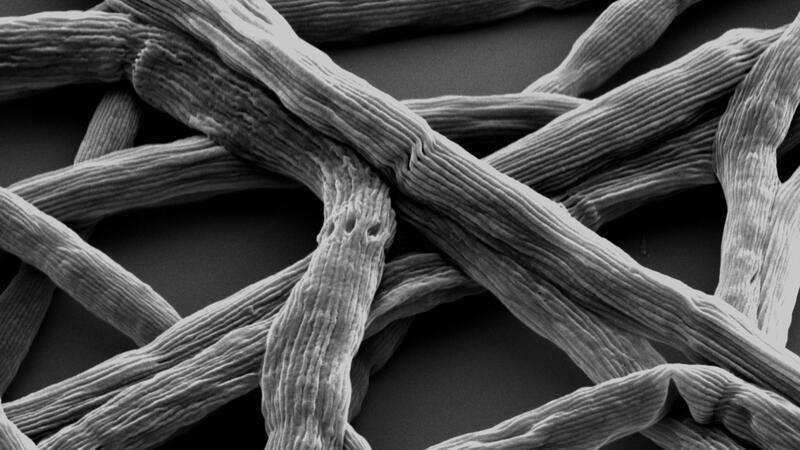 Stromleitendes Bakterium ist „Mikrobe des Jahres 2024“ Die Mikrobe des Jahres 2024: das Kabelbakterium Candidatus Elektronema.
