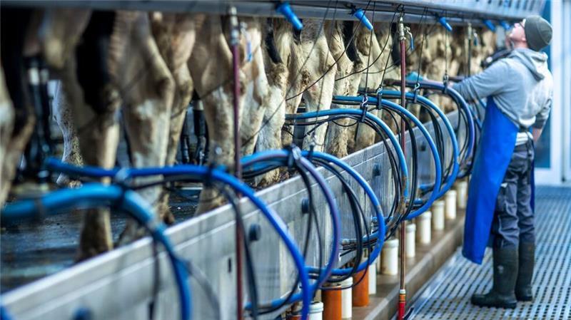 Die Milchpreise stiegen im Jahresverlauf 2024 auf den zweithöchsten Stand jemals. (Archivbild)